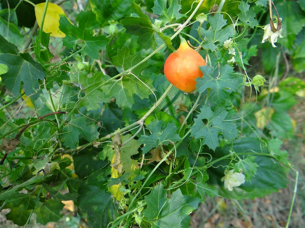 Momordica balsamina